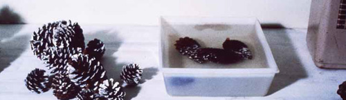 Pinecones